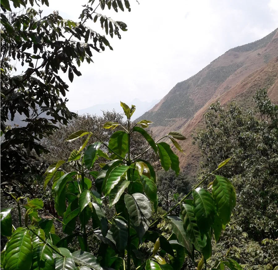 Jeune caféier devant une crête montagneuse à Santa Teresa, Pérou