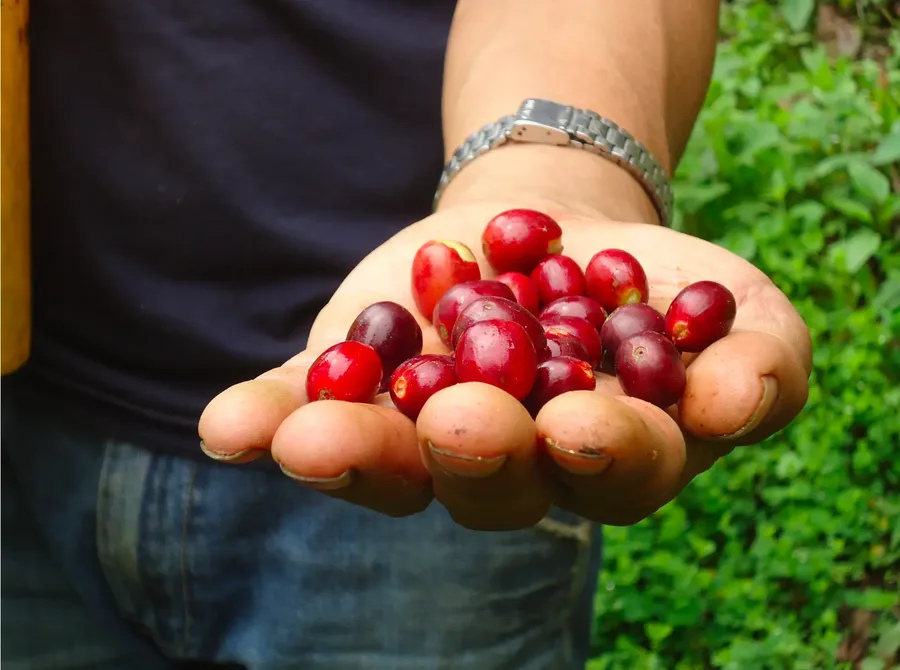 Main ouverte tenant une poignée de cerises de café mûres, rouges et pourpres, à Palanda